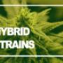 Buy cannabis Online Australia