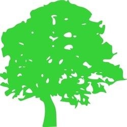 East Brisbane Tree Lopping