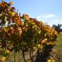 Castagna Vineyard