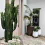 Bondi Beach Garden design - Vogue & Vine Landscape Designers Sydney