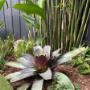 North Bondi Landscape Dersign - Vogue & Vine Landscape Designers Sydney