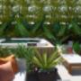 Rose Bay landscape designer - Vogue & Vine Landscape Designers Sydney