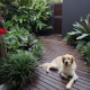 Tropical garden design Sydney - Vogue & Vine Landscape Designers Sydney