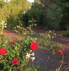 Graton Gardens