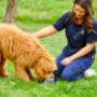 International Pet Travel