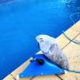1 Pool Care