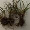 Torsion-spreading-ryegras