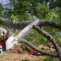 tree cutting services, tree trimming service, tree service near me, tree removal near me, tree remov