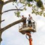 tree cutting services, tree trimming service, tree service near me, tree removal near me, tree remov