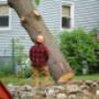 tree cutting services, tree trimming service, tree service near me, tree removal near me, tree remov