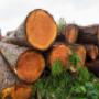 tree cutting services, tree trimming service, tree service near me, tree removal near me, tree remov