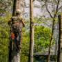 tree cutting services, tree trimming service, tree service near me, tree removal near me, tree remov
