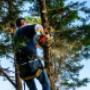 tree cutting services, tree trimming service, tree service near me, tree removal near me, tree remov