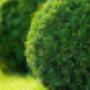lawn-mowing-gardening-green-valley-6