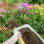 lawn-mowing-gardening-homebush-west-3