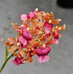 The Orchid Place
