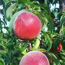 Martins Orchard