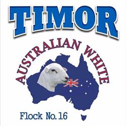 Timor Australian White Sheep Stud