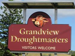 Grandview Droughtmaster Stud