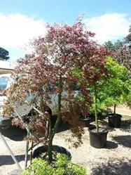 The Squatting Frog Plant Nursery & Decor Centre