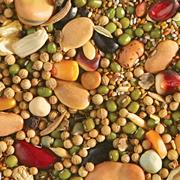 Eden Seeds