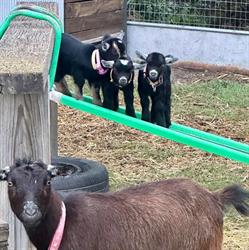 Buccanwood Miniature & Pygmy Goats