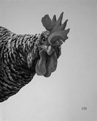 Bird .