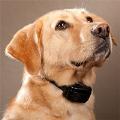Bark Control Collars
