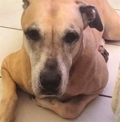 Dogs, dogs, dogs. Accessories for Dogs