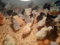 Chickens
