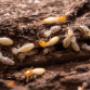 Expert Pest Control You Can Rely On
