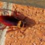 Expert Pest Control You Can Rely On
