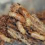 Protect Your Home and Business from Termites