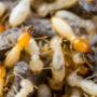 Protect Your Home and Business from Termites