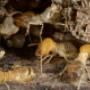 Protect Your Home and Business from Termites