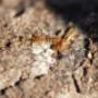 Your local termite control experts in Brisbane