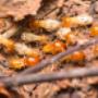 Your local termite control experts in Brisbane