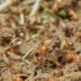 Your local termite control experts in Brisbane