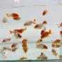 FISH_ZEN Aquarium