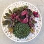 Succulent Gift Box