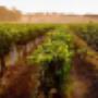 Wine 1