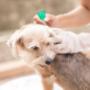 Flea Treatment