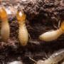 pest control services