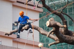 Blacktown Tree Service