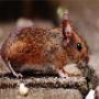 Rodent pest control