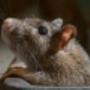 Hobart Pest Control Service
