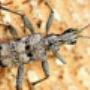 Hobart Pest Control Service