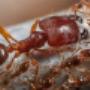 Hobart Pest Control Service