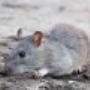 Hobart Pest Control Service