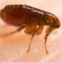 Flea pest control